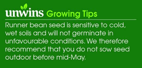 Runner Bean Tenderstar Seeds Unwins Growing Tips